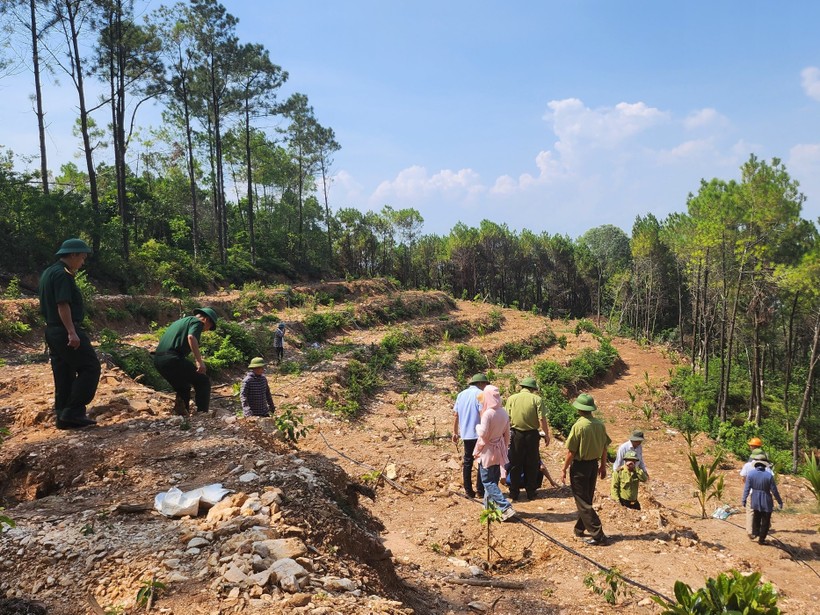 Cơ quan chức năng kiểm tra hiện trường rừng thông 30 năm tuổi bị phá tan hoang. (Ảnh: NT)