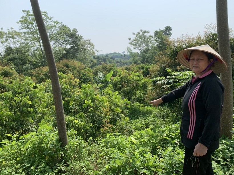 Bà Nguyễn Thị Hải đưa phỏng viên đến những khu vực đất được cho là sử dụng trái phép