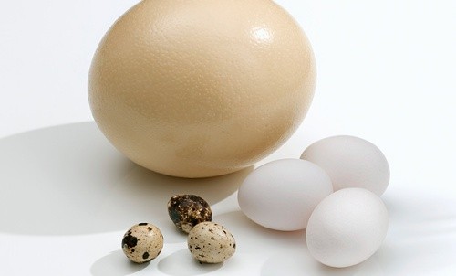Giá trị dinh dưỡng của trứng ngỗng và trứng gà  