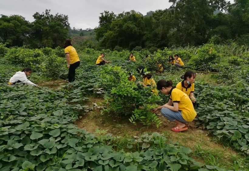 Học sinh trường THPT Kim Bình (Chiêm Hóa, Tuyên Quang) trải nghiệm làm cỏ vườn, chăm sóc cây chanh tại địa phương