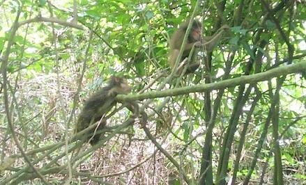 Những cá thể động vật hoang dã được thả về Vườn Quốc gia Phong Nha- Kẻ Bàng.