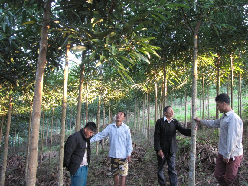 Người dân bản Táng Ngá, xã Nậm Chà phát triển diện tích trồng quế.
