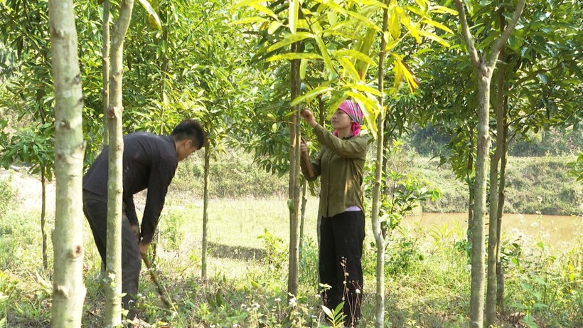 Người dân xã Lùng Thàng chăm sóc cây quế.