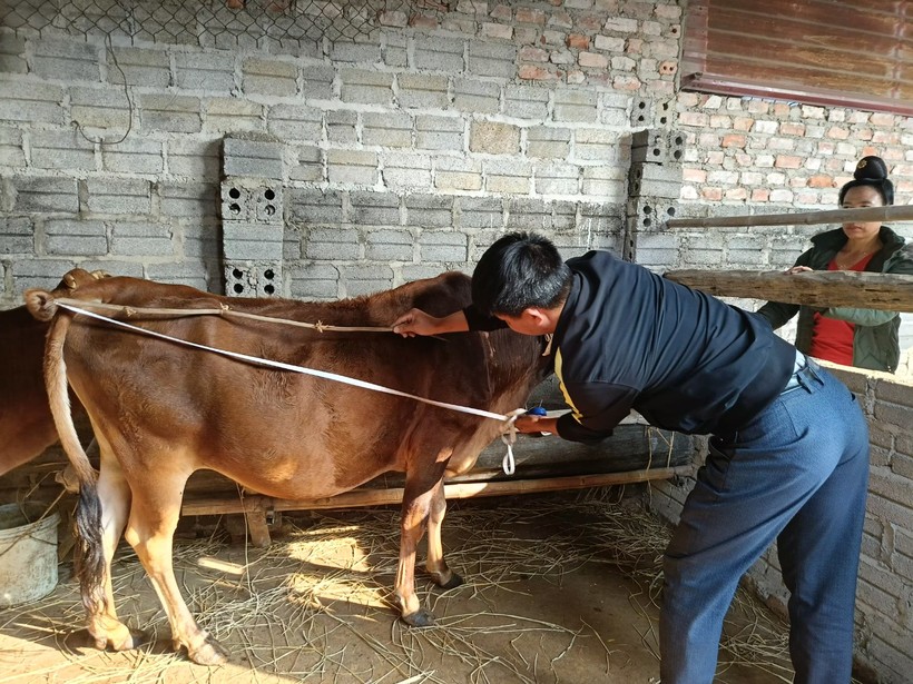 Điện Biên tạm dừng dự án hỗ trợ bò sinh sản.