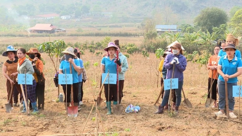 Các chi hội phụ nữ tham gia Hội thi đào hố trồng cây mắc ca.