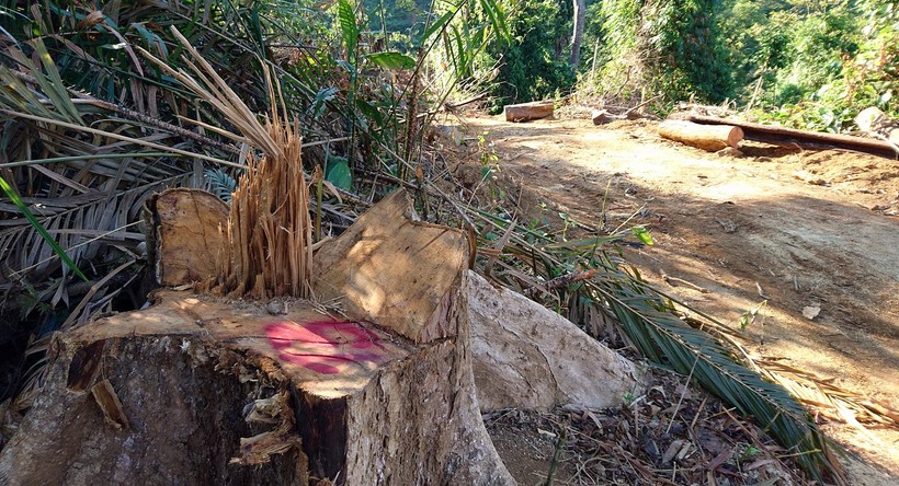 Khu vực Tiểu khu 341, xã Chà Vàl nơi xảy ra vụ phá rừng.
