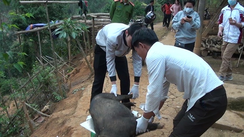 Xã Búng Lao, huyện Mường Ảng hỗ trợ người dân mang lợn mắc dịch tả đi tiêu huỷ