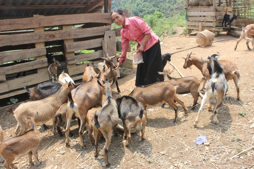 Nhiều hộ gia đình ở Tủa Chùa thoát nghèo từ mô hình nuôi dê