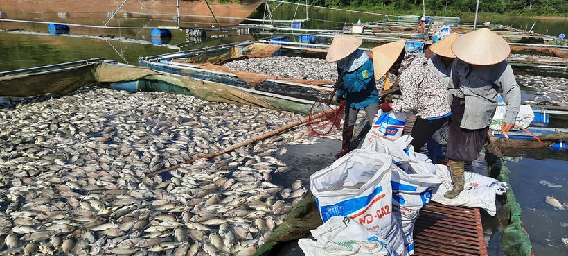 Người dân vớt cá để giảm thiểu ô nhiễm nguồn nước