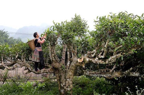 Hình ảnh cây chè cổ thụ hàng trăm năm tuổi (Ảnh khai thác)