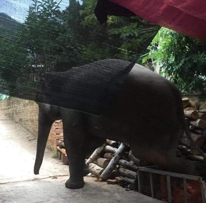 Hình ảnh con voi rừng về bản được người dân ghi lại