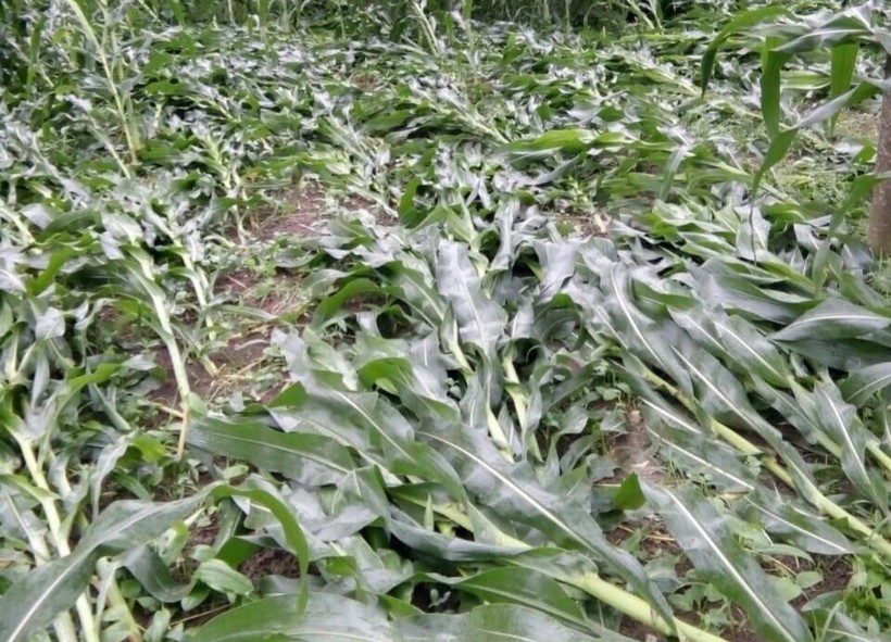 Nhiều ha lúa, ngô của người dân bị thiệt hại do dông lốc.