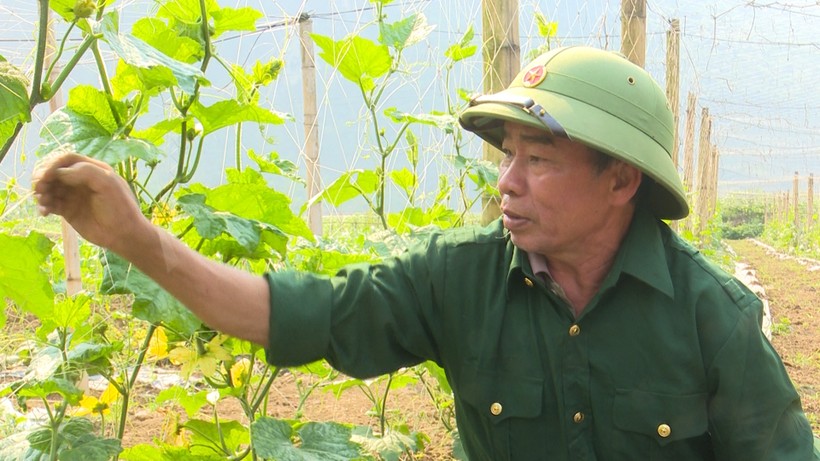 Ông Đỗ Quang Sự đang chăm sóc vườn bí.