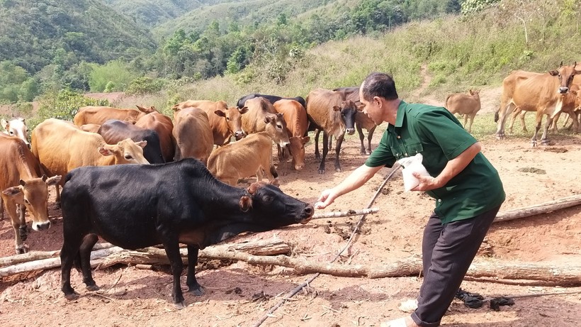 Ông Sừng Sừng Khai chăm sóc đàn bò hơn 100 con của gia đình.