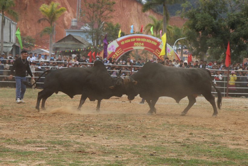Những chú bò chọi to khỏe trình diễn tại Hội Xuân.