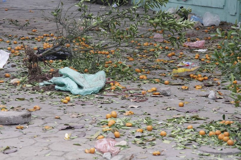 Xót xa đào, quất bị người bán phá bỏ tơi tả trên phố Hà Nội ngày 30 Tết
