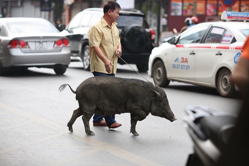 Con lợn rừng xổng chuồng được người dân bắt lại trên phố Hà Nội.