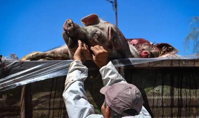 Các nước trên thế giới đang chống dịch tả lợn châu Phi thế nào?