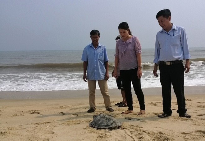 Liên tiếp phát hiện rùa quý hiếm trong Sách đỏ lạc vào bãi biển