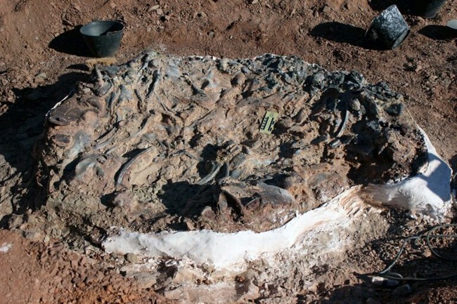 Các nhà khoa học Argentina đã phát hiện một nghĩa địa khủng long hóa thạch với niên đại khoảng 220 triệu năm. Ảnh: phys.org.