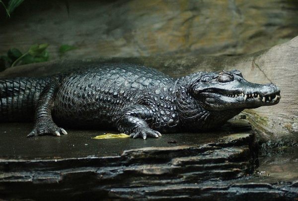 Cá sấu đen Caiman.