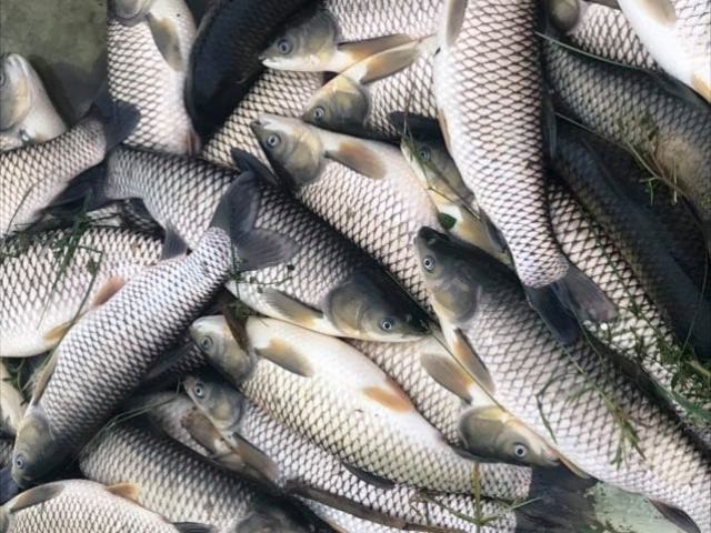 Vụ cá chết bất thường trên sông Chu (Thanh Hóa):  Tác nhân chính không còn hiện hữu