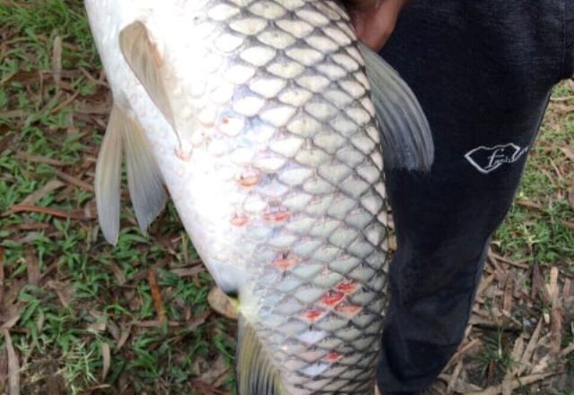 Thanh Hóa: Cá chết bất thường hàng loạt trên sông Mã