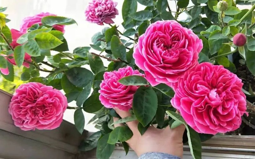 Cách trồng hoa hồng vô cùng đơn giản từ cành giâm