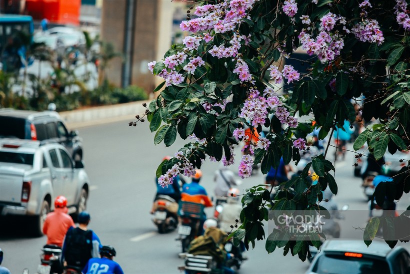 Dịu dàng hoa bằng lăng "nhuộm tím" đường phố Hà Nội