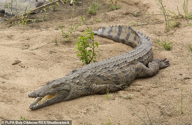 Bà mẹ tay không cứu con 3 tuổi khỏi hàm cá sấu