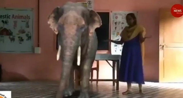Ấn Độ: Trường học đưa voi ảo vào lớp học trực tuyến