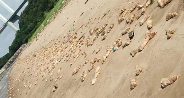 Bí ẩn hàng ngàn chân giò lợn dạt vào bãi biển ở Trung Quốc