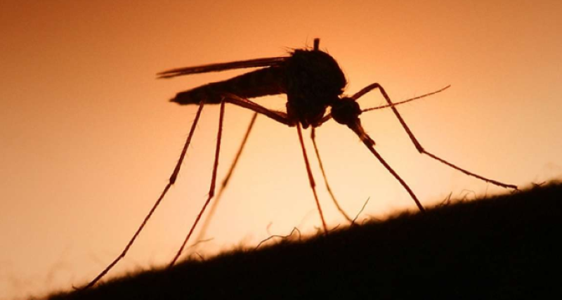 Sốt xuất huyết vào mùa: Phòng bệnh bắt đầu từ việc “muỗi”