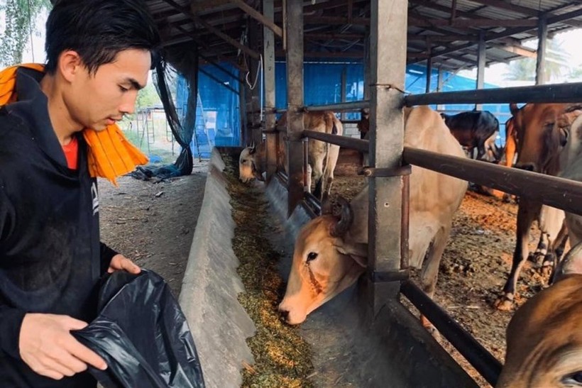 Tạm “thất nghiệp”, tiền đạo U23 Thái Lan về quê nuôi bò