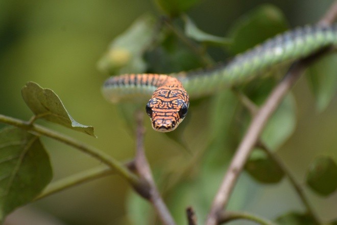 Giải đáp bí ẩn về cách loài rắn Chrysopelea bay trong không trung