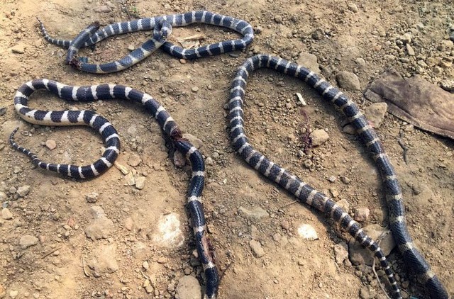 Dọn vườn, một gia đình ở Hà Tĩnh kinh hãi phát hiện ổ rắn cực độc