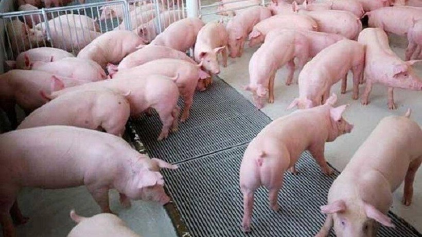 Giá thịt lợn hôm nay 24/5: Thị trường "nóng" với mức đỉnh 103.000 đồng/kg