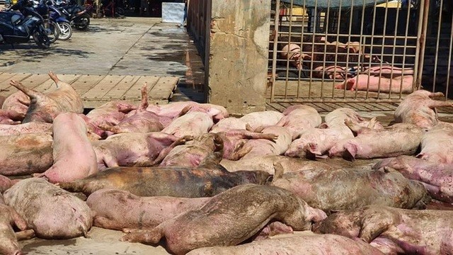 Thừa Thiên Huế: Phát hiện 86 con lợn chết bốc mùi ngay trước cửa lò mổ
