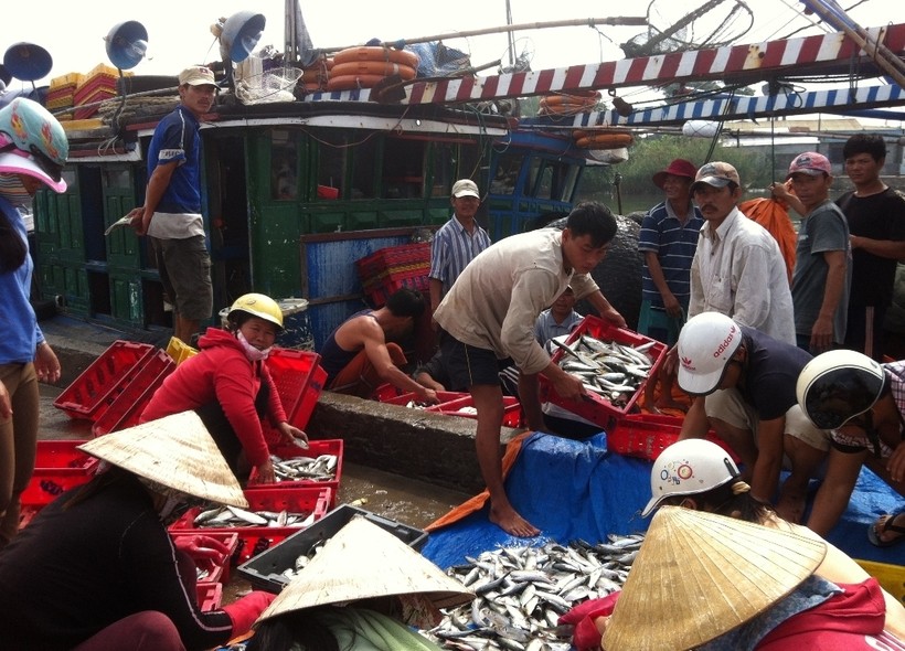 Đầu năm ngư dân Huế trúng đầm cá ngừ