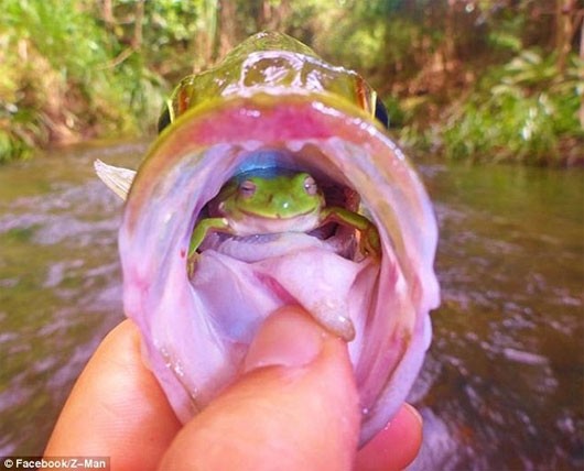 Kỳ lạ ếch “làm tổ” trong họng cá