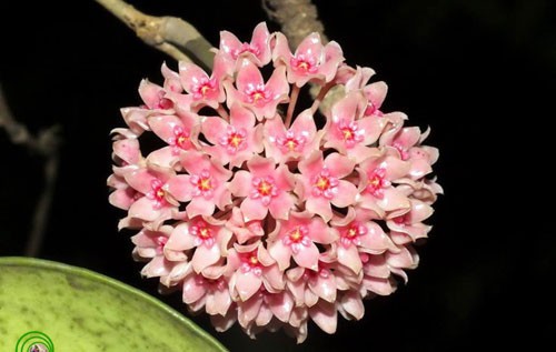 Dạng hoa màu hồng của Cẩm cù hạnh Hoya hanhiae. 