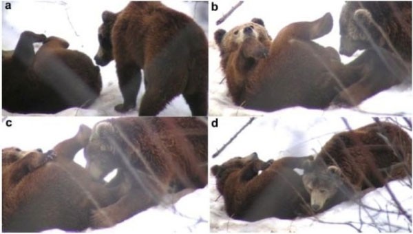 Cặp gấu đực ở Croatia nhiều lần bị bắt quả tang "quan hệ" bằng miệng