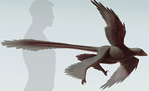 Phát hiện mới: Thời hoàng kim, có loài "khủng long máy bay nhỏ"