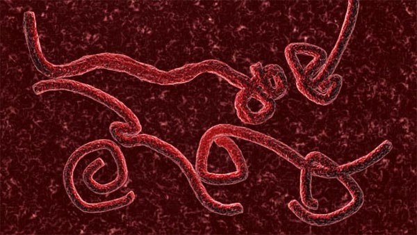 Tranh cãi khả năng biến đổi bí ẩn của virus Ebola