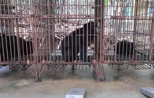 Gấu bị nuôi nhốt trong những lồng chật hẹp để khai thác mật bán cho khách du lịch.