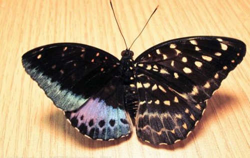 Con bướm có đặc điểm của cả giống đực và giống cái, với hai nửa khác biệt.