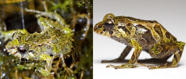 Phát hiện loài ếch có khả năng “biến da” trong nháy mắt