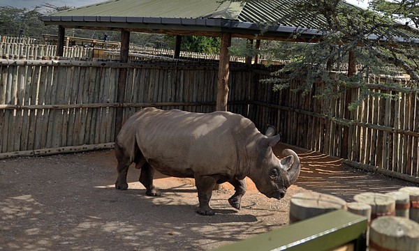 Lai lịch chú tê giác trắng duy nhất còn lại trên thế giới