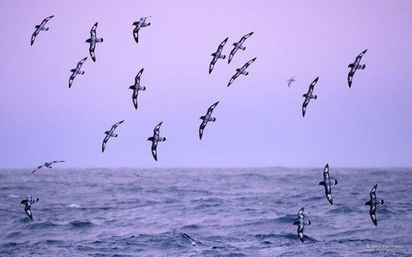 Câu chuyện về những chú chim biển