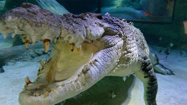 Cá sấu cổ đại dài gần 10 mét